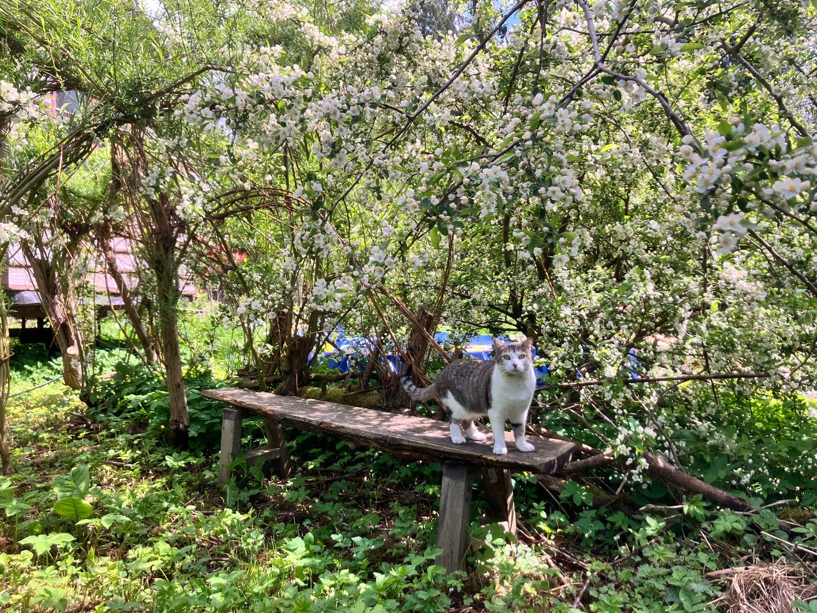 Kat på en bænk under æbleblomster i haven